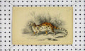 Original Old Antique Print Genetta Tigrina C1811 Cat Asiatic Island Engraving