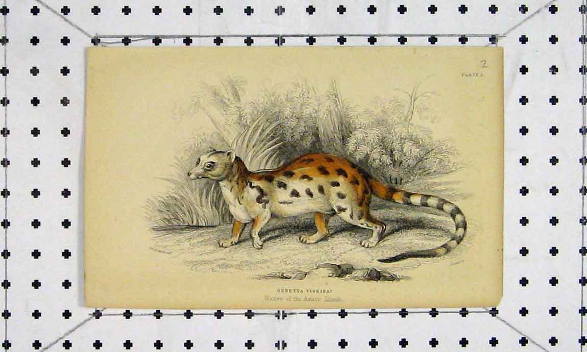 Original Old Antique Print Genetta Tigrina C1811 Cat Asiatic Island Engraving