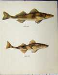 Original Old Vintage Print Zingel Streber Fish C1977 Colour Brown 20th Century