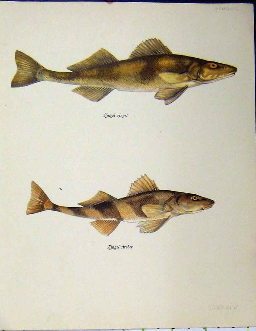 Original Old Vintage Print Zingel Streber Fish C1977 Colour Brown 20th Century