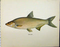 Original Old Vintage Print C1977 Zahrte Vimba Fish Colour Fins Scale 20th