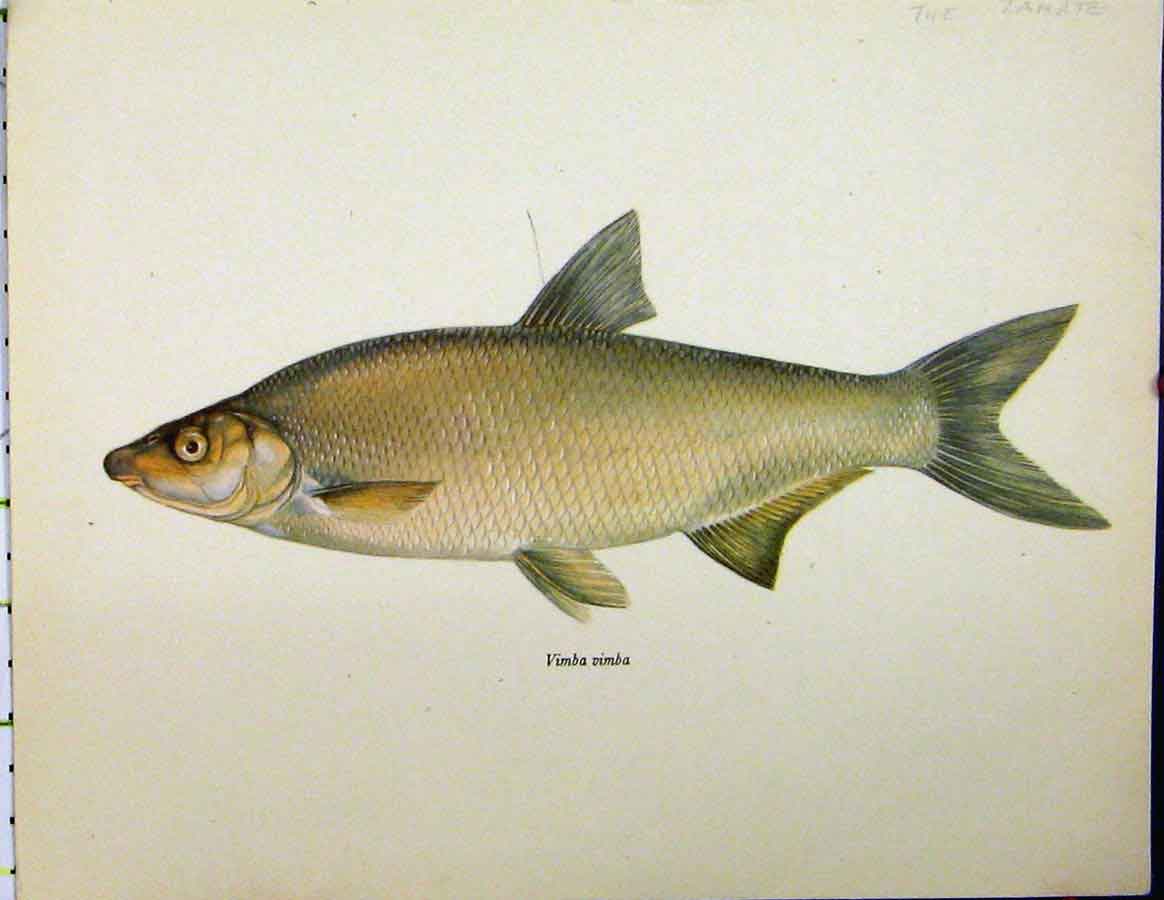 Original Old Vintage Print C1977 Zahrte Vimba Fish Colour Fins Scale 20th