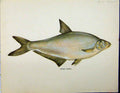 Original Old Vintage Print C1977 Blue Bream Fish Ballerus Colour 20th Century