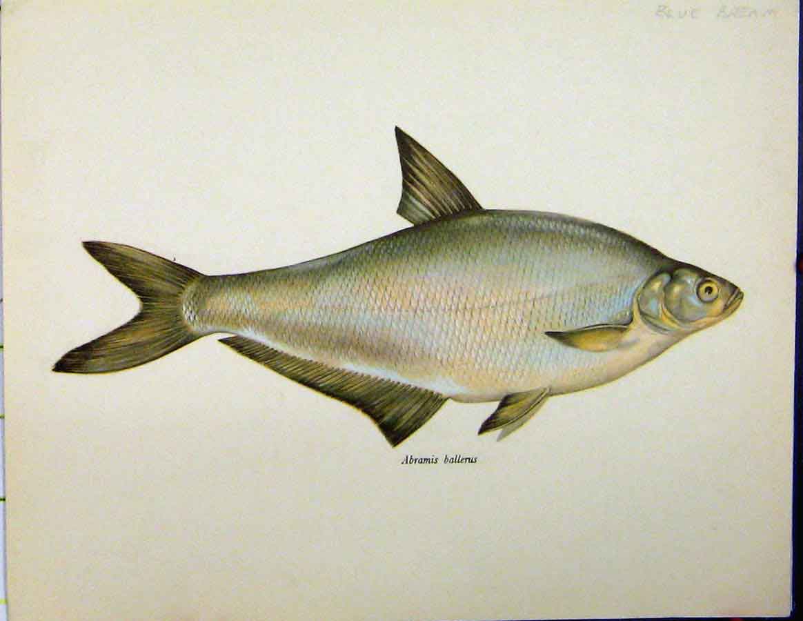 Original Old Vintage Print C1977 Blue Bream Fish Ballerus Colour 20th Century