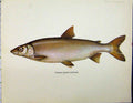 Original Old Vintage Print C1977 Ziege Fish Pelcus Cultratus Colour 20th
