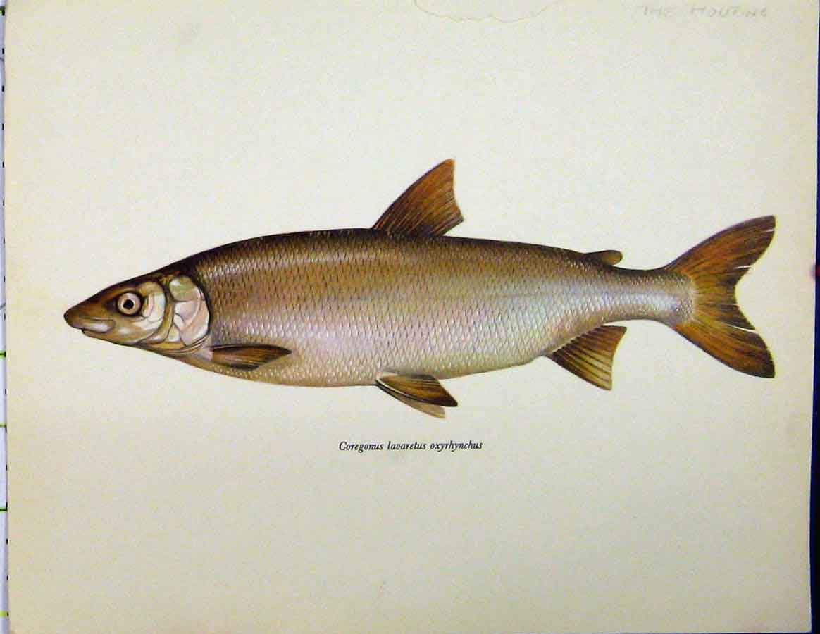 Original Old Vintage Print C1977 Ziege Fish Pelcus Cultratus Colour 20th