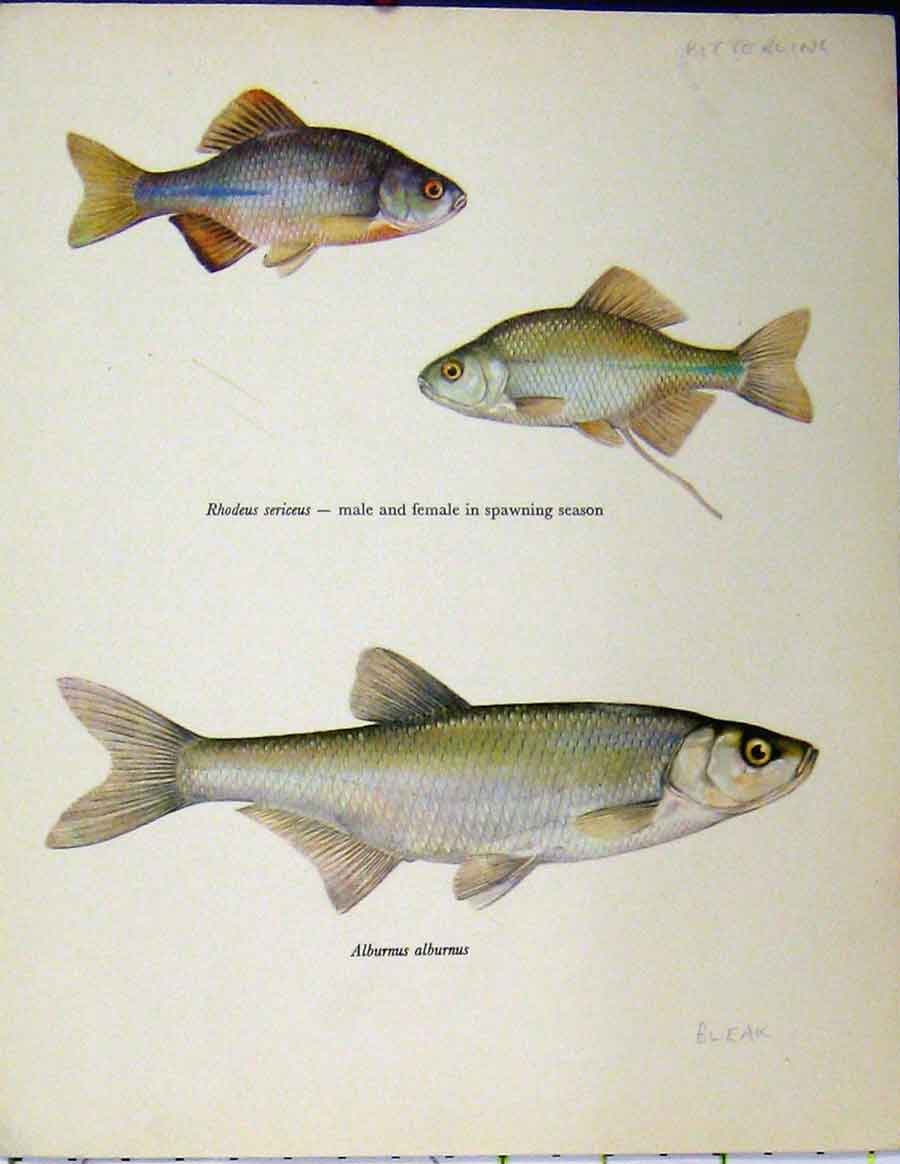 Original Old Vintage Print Bitterling Bleak Fish Spawning Season C1977 Colour