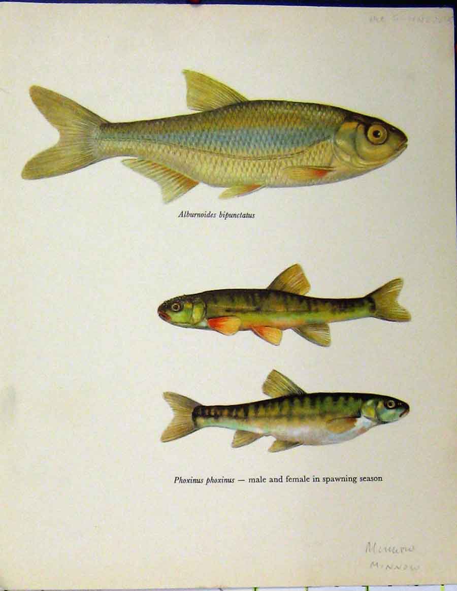 Original Old Vintage Print Schneider Fish C1977 Minnow Spawning Season Colour