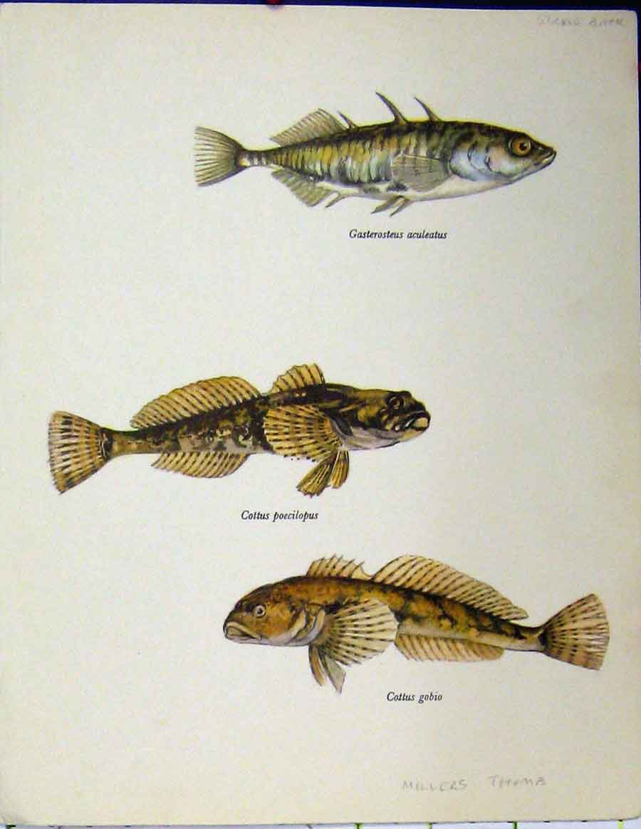 Original Old Vintage Print C1977 Millers Thumb Stickle Back Fish Colour 20th