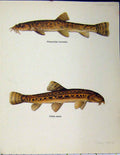 Original Old Vintage Print Spined Loach Stone Fish C1977 Colour Anitque 20th