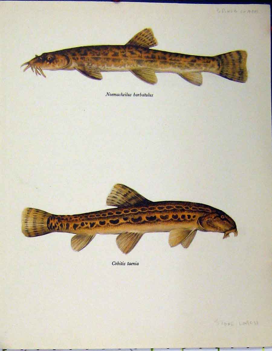 Original Old Vintage Print Spined Loach Stone Fish C1977 Colour Anitque 20th