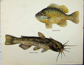Original Old Vintage Print Bullhead Fish C1977 Gibbosus Nebulosus Colour 20th