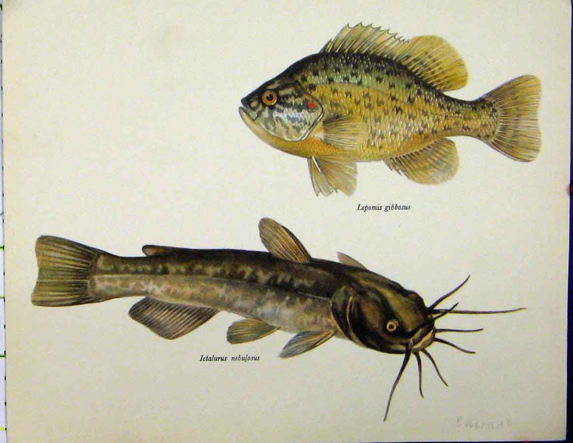 Original Old Vintage Print Bullhead Fish C1977 Gibbosus Nebulosus Colour 20th