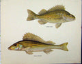 Original Old Vintage Print Schratzer Fish C1977 Acerina Ceruna Colour 20th