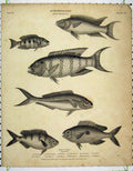 Original Old Antique Print 1809 Ichthyology Cackerel Fish Surinam Annulated