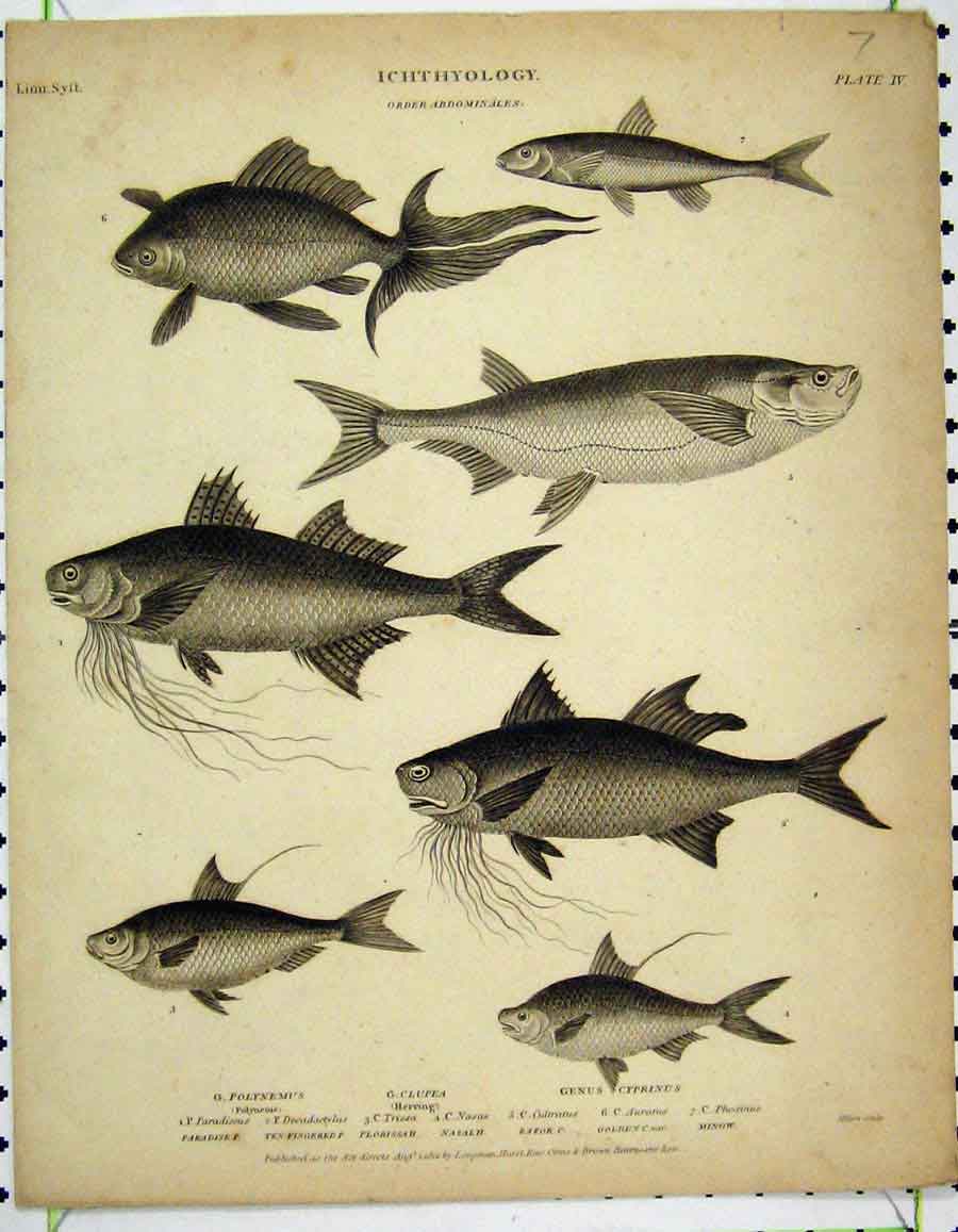 Original Old Antique Print Ichthyology 1812 Fish Herring Minow Razor Florissah