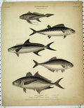 Original Old Antique Print 1812 Ichthyology Fish Mackerel Ruber Barbatus Niger