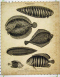 Original Old Antique Print 1812 Ichthyology Fish Flounder Zebra Argus Chaetodon