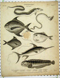 Original Old Antique Print Ichthyology 1813 Fish Sword Wolf Stromateus Xiphias