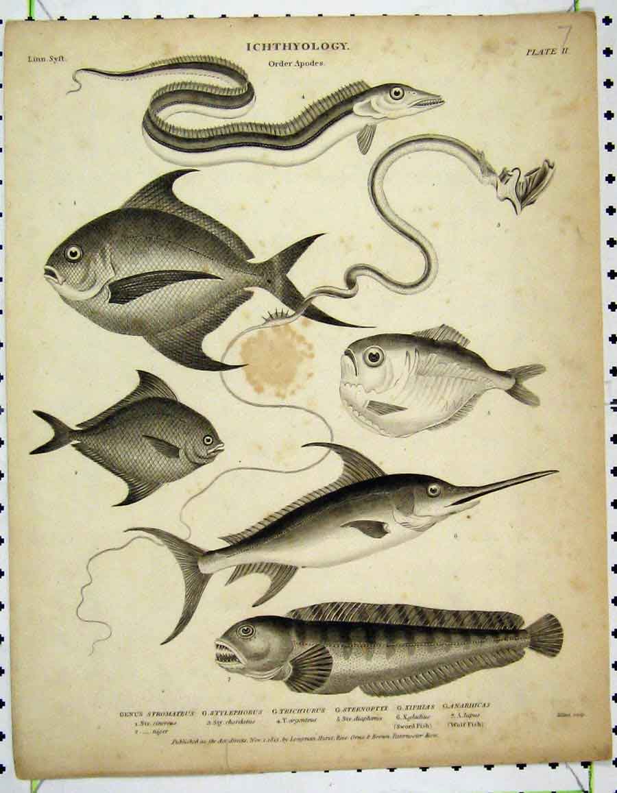 Original Old Antique Print Ichthyology 1813 Fish Sword Wolf Stromateus Xiphias