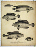 Original Old Antique Print Ichthyology 1809 Perch Guttata Maculata Bimaculata