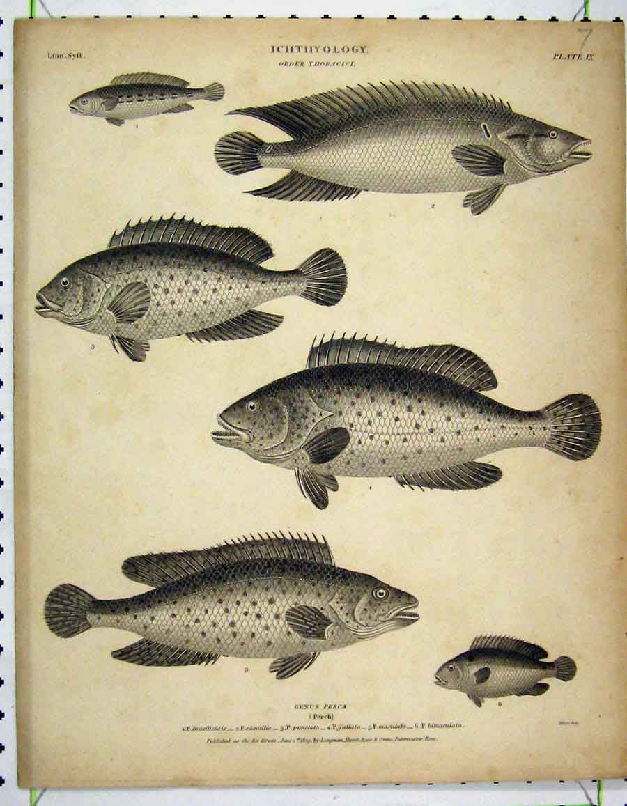 Original Old Antique Print Ichthyology 1809 Perch Guttata Maculata Bimaculata