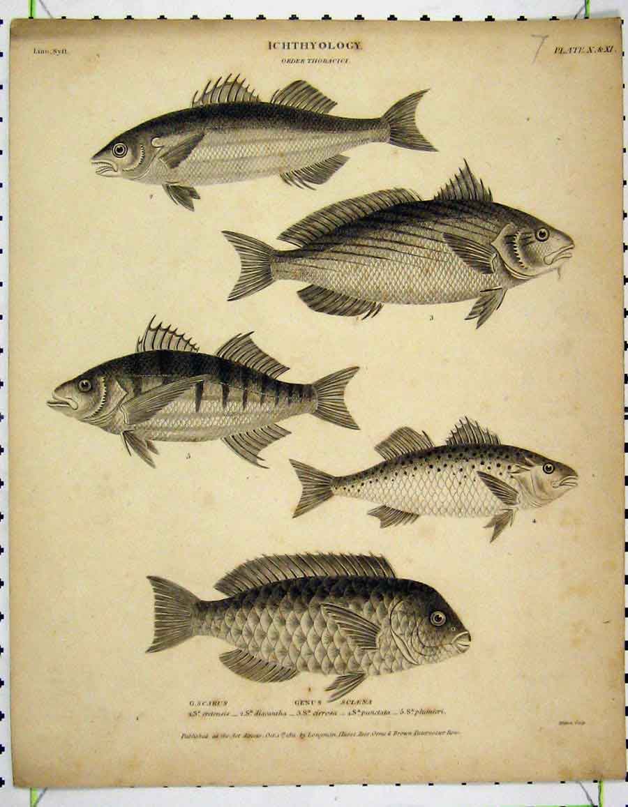 Original Old Antique Print 1811 Fish Ichthyology Cretensis Diacantha Punctata
