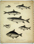 Original Old Antique Print 1811 Ichthyology Fish Salmon Rhombeus Tumbil 19th