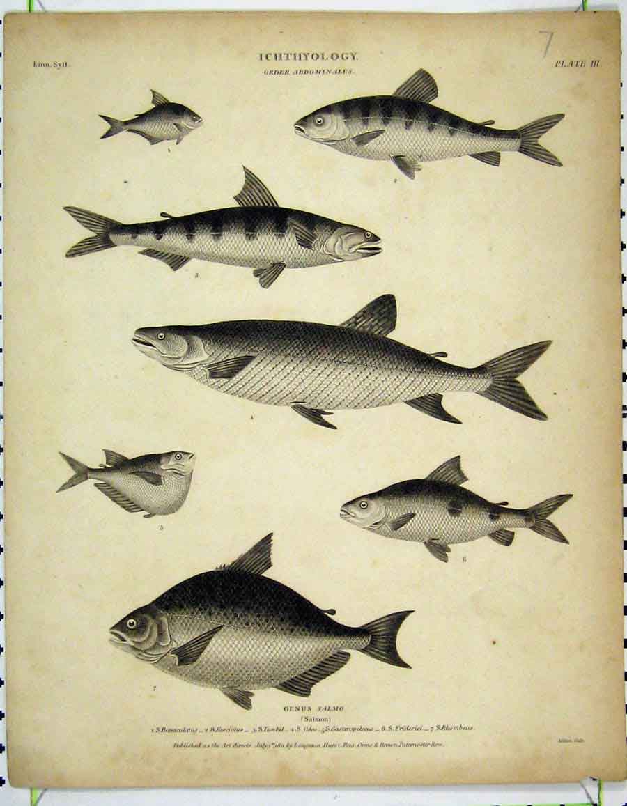 Original Old Antique Print 1811 Ichthyology Fish Salmon Rhombeus Tumbil 19th