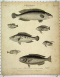 Original Old Antique Print 1811 Fish Ichthyology Punctatus Trichopterus Labrus