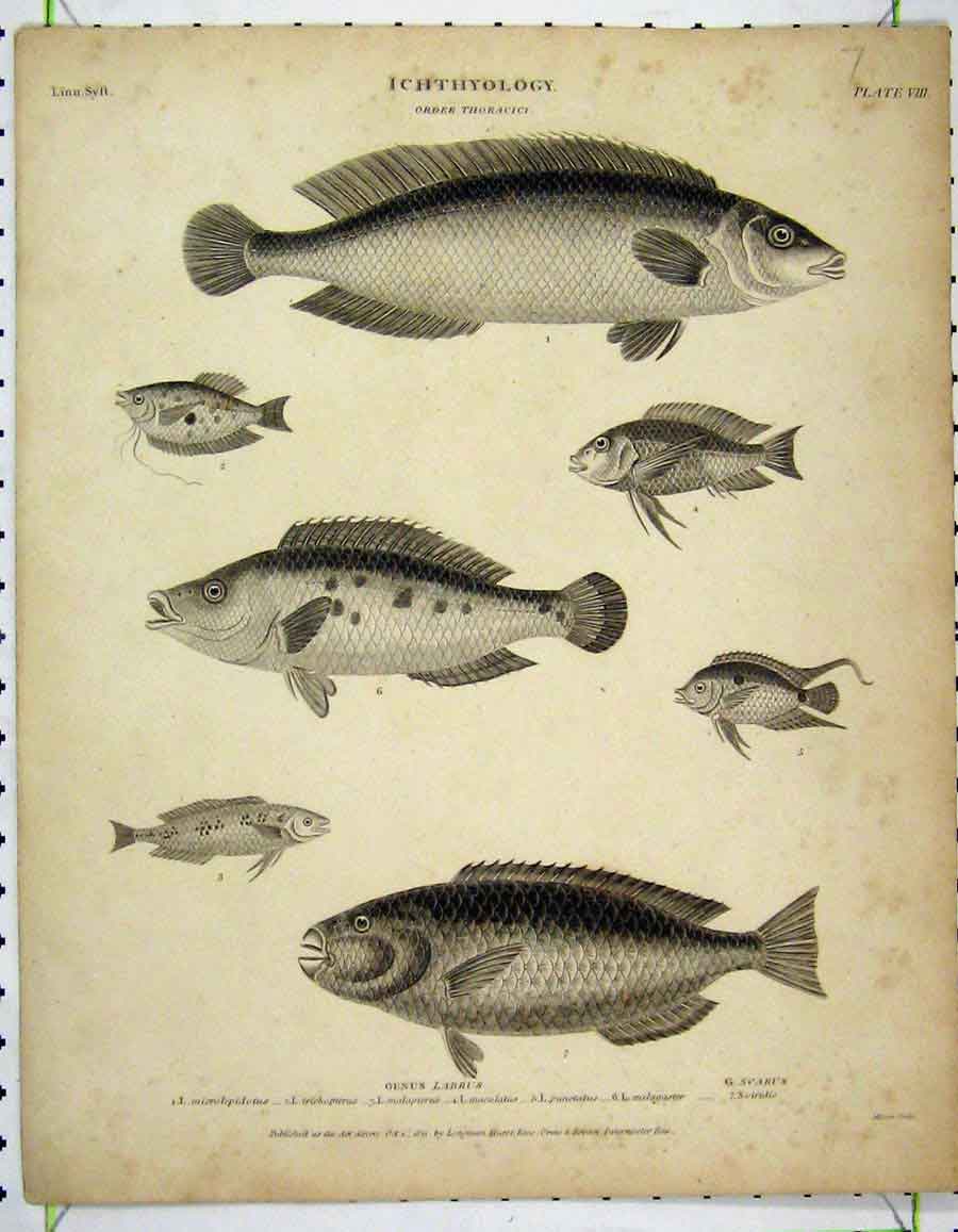 Original Old Antique Print 1811 Fish Ichthyology Punctatus Trichopterus Labrus