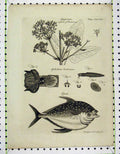 Original Old Antique Print 1809 Opah Fish Ophidium Barbalum Opoponax 19th