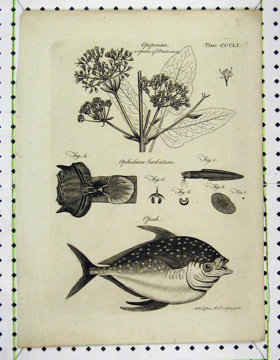 Original Old Antique Print 1809 Opah Fish Ophidium Barbalum Opoponax 19th