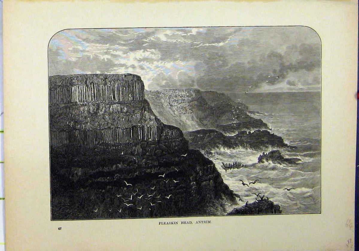 Original Old Antique Print 1898 View Pleaskin Head Antrim Sea Birds History