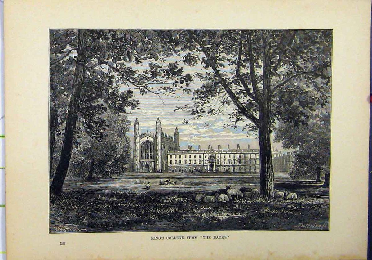 Original Old Antique Print 1898 View Kings College Country Sheep Trees 19th