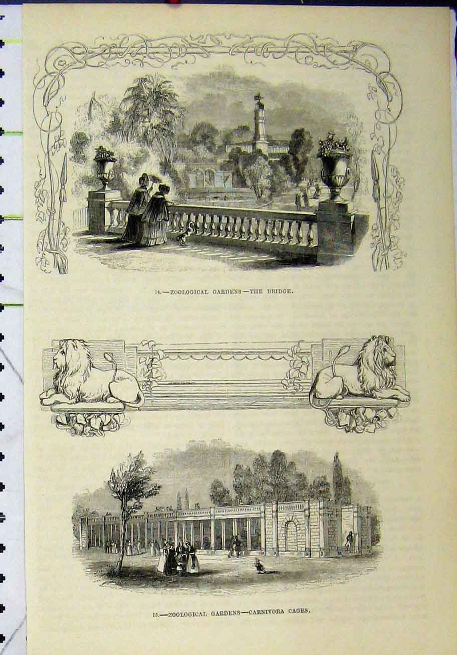 Original Old Antique Print Zoological Gardens Bridge Carnivora Cages