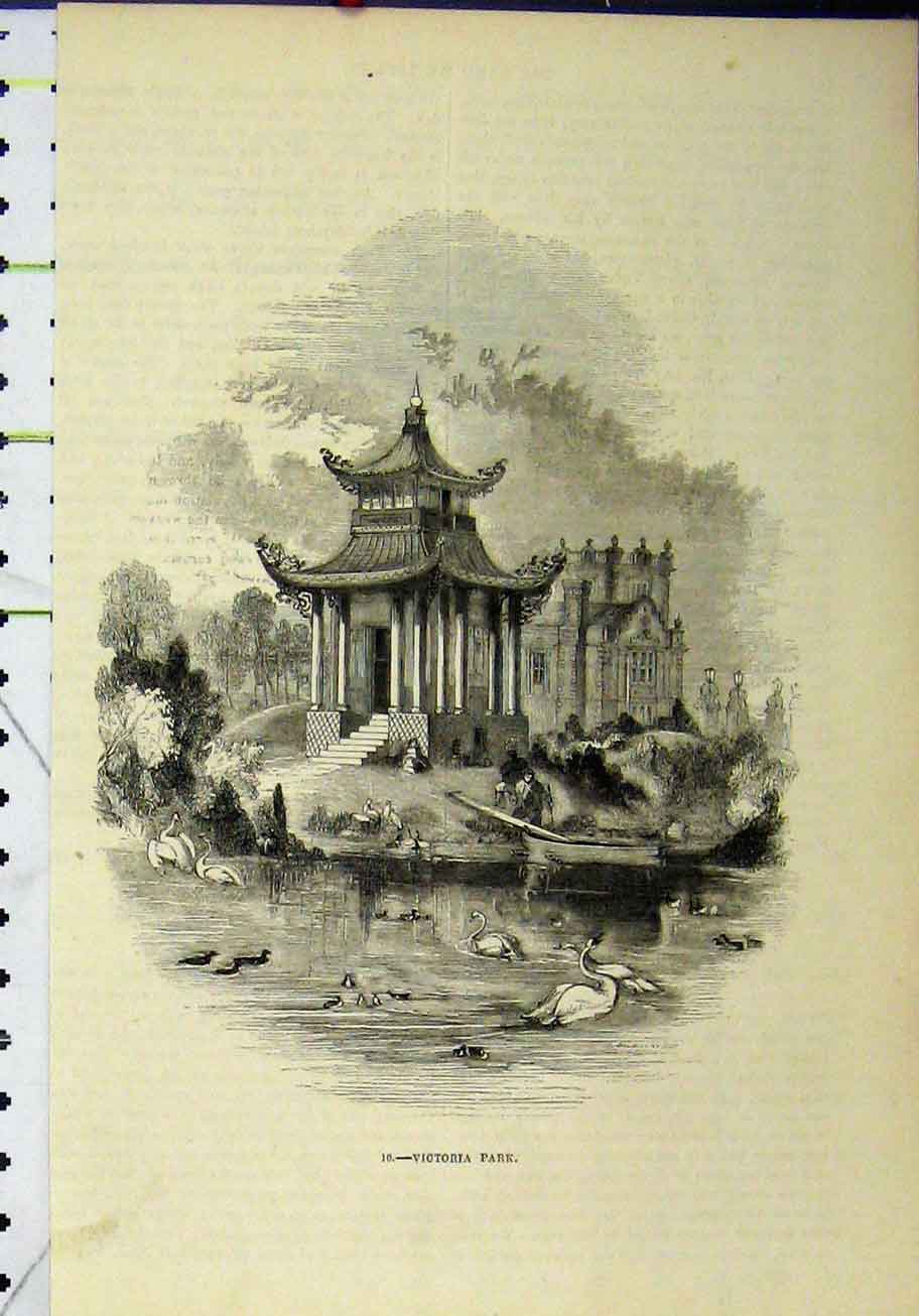 Original Old Antique Print Scene Victoria Park Swans Birds Boat House