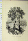 Original Old Antique Print View Devonport Mount Edgcumbe Lake Country Scene