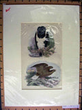 Old Antique Print C1880 Hand Coloured Harpy Eagle Sea Birds Prey Nature 19th