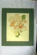 Original Old Antique Print C1890 Flower Plant Varieties Cattleya Trianae Botany