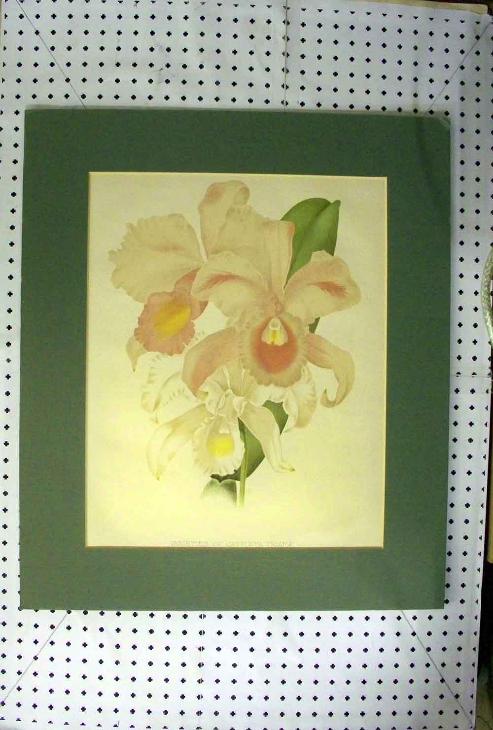 Original Old Antique Print C1890 Flower Plant Varieties Cattleya Trianae Botany