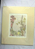 Original Old Antique Print 1907 Flowers Stonecrop Calyx Corolla Carpels Pistil