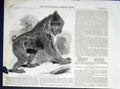 Original Old Antique Print Baboon Mandrill Regents Park Zoo London 1850 19th