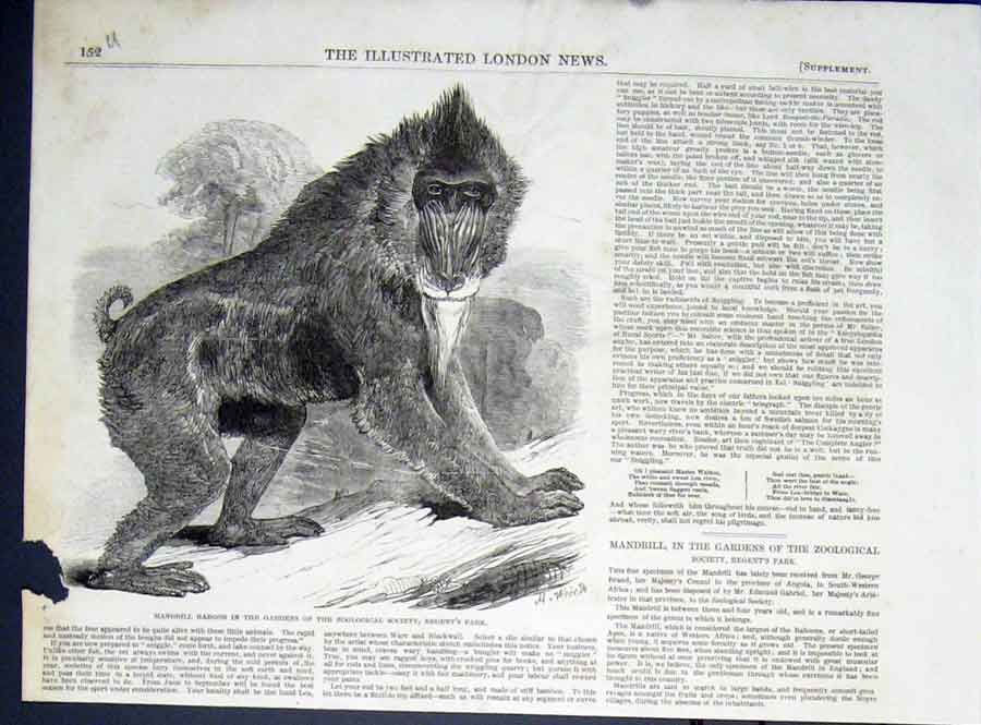 Original Old Antique Print Baboon Mandrill Regents Park Zoo London 1850 19th