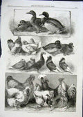 Original Old Antique Print Prize Birds Ducks Pigeons Poultry Birmingham 1863