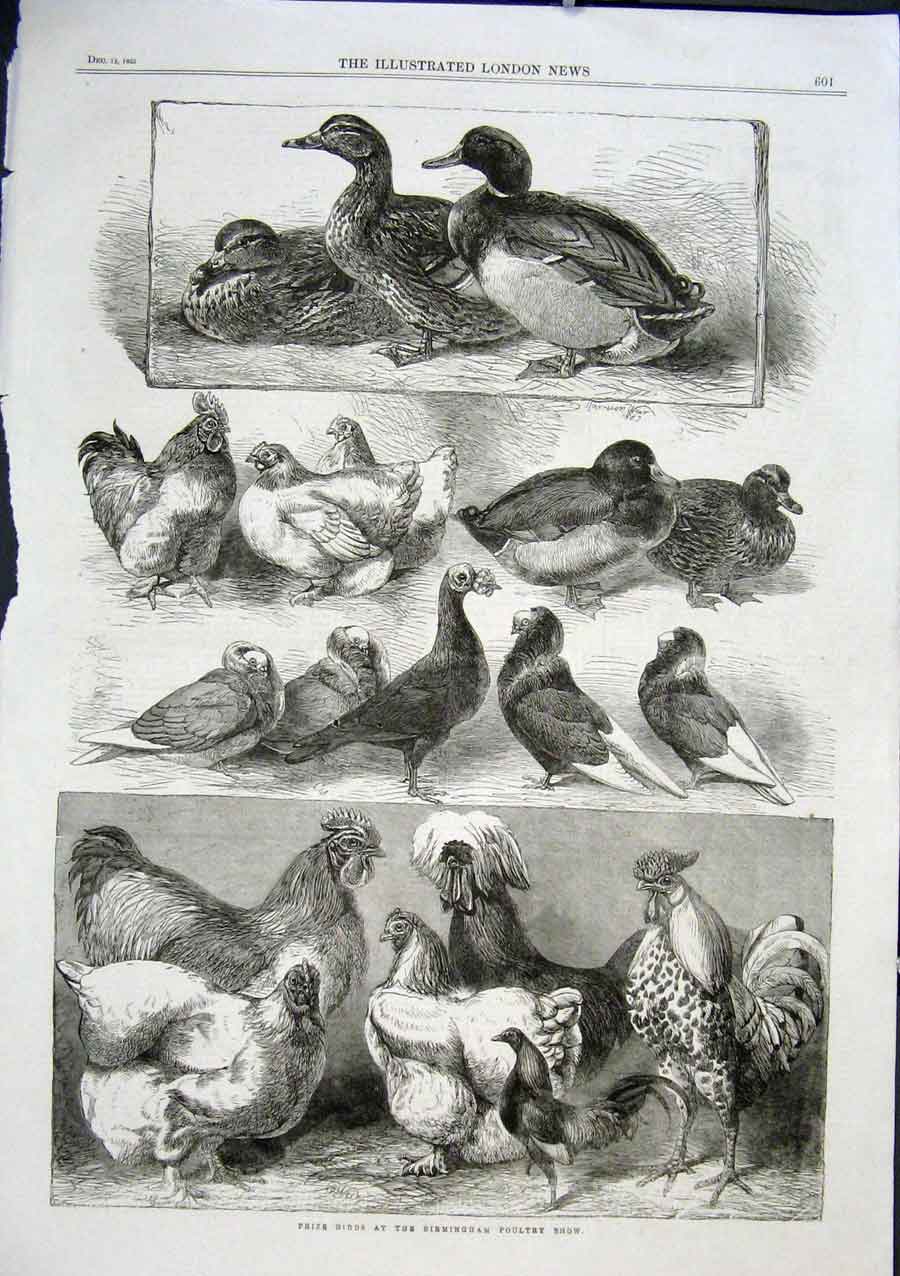 Original Old Antique Print Prize Birds Ducks Pigeons Poultry Birmingham 1863