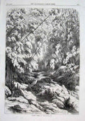 Original Old Antique Print Forest Scene Cuba 1869 West Indies 19th