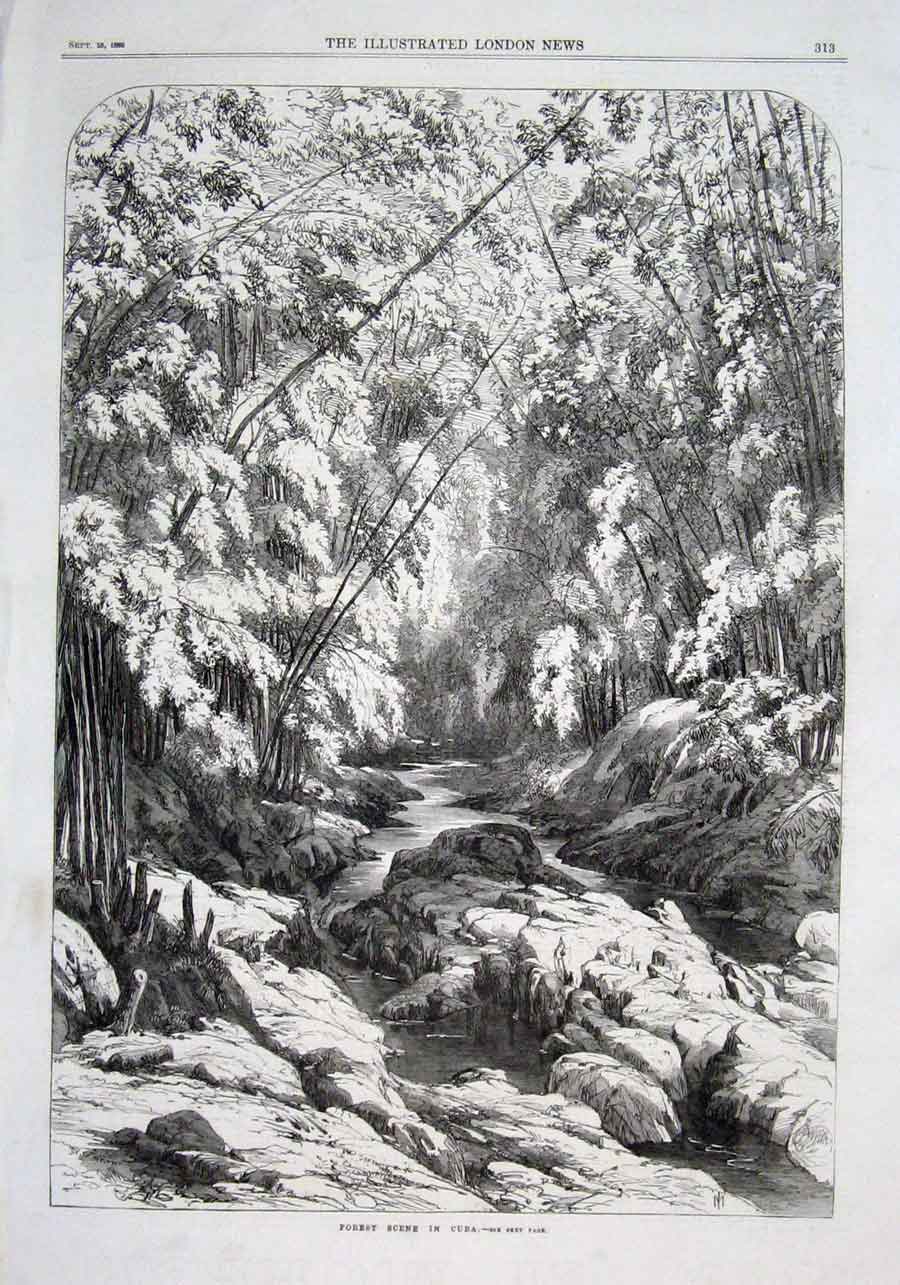 Original Old Antique Print Forest Scene Cuba 1869 West Indies 19th