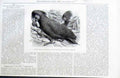Original Old Antique Print Great Black Cockatoo 1875 Birds 19th