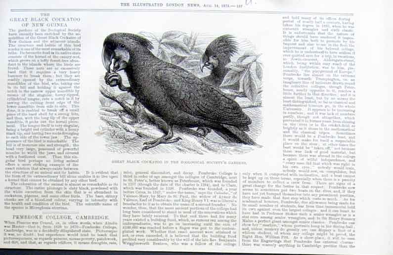 Original Old Antique Print Great Black Cockatoo 1875 Birds 19th